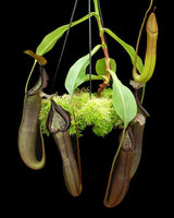 Nepenthes ramispina x robcantleyi BE-3939 *PRE-SALE*