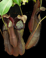 Nepenthes ramispina x robcantleyi BE-3939 *PRE-SALE*