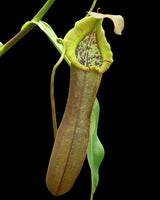 Nepenthes ramispina x robcantleyi BE-3939 *PRE-SALE*