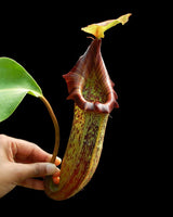 Nepenthes platychila x robcantleyi BE-3946