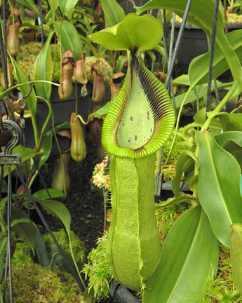 Nepenthes robcantleyi x hamata BE-3958