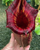 Nepenthes (veitchii x lowii) x (burbidgeae x edwardsiana) BE-3980