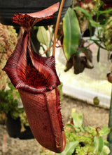 Nepenthes (veitchii x lowii) x (burbidgeae x edwardsiana) BE-3980