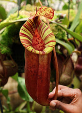 Nepenthes (veitchii x lowii) x (burbidgeae x edwardsiana) BE-3980