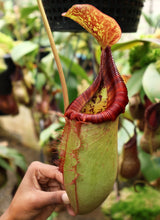 Nepenthes (veitchii x lowii) x (burbidgeae x edwardsiana) BE-3980