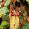 Nepenthes (veitchii x lowii) x (burbidgeae x edwardsiana) BE-3980