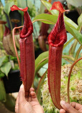 Nepenthes (veitchii x lowii) x (burbidgeae x edwardsiana) BE-3980