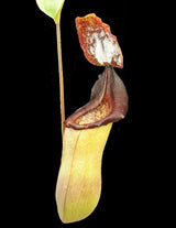 Nepenthes veitchii x lowii BE-4508 (X-Large and Large rooted cuttings)