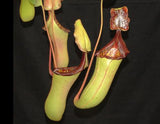 Nepenthes veitchii x lowii BE-4508 (X-Large and Large rooted cuttings)