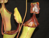 Nepenthes veitchii x lowii BE-4508 (X-Large and Large rooted cuttings)