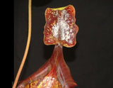 Nepenthes veitchii x lowii BE-4508 (X-Large and Large rooted cuttings)