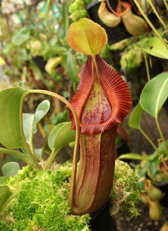 Nepenthes (lowii x macrophylla) x robcantleyi 