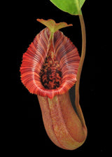 Nepenthes (lowii x macrophylla) x robcantleyi "King of Spades" BE-4022