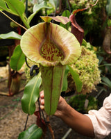 Nepenthes robcantleyi x jacquelineae BE-4028