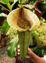 Nepenthes robcantleyi x jacquelineae BE-4028