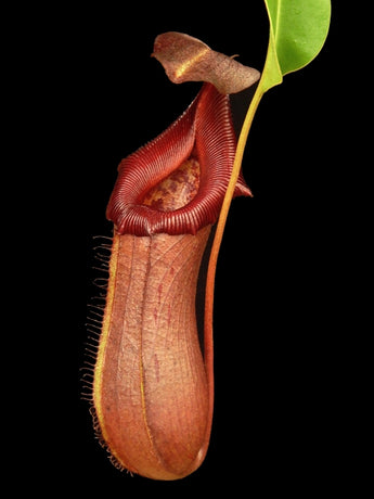 Nepenthes robcantleyi x ventricosa BE-4074