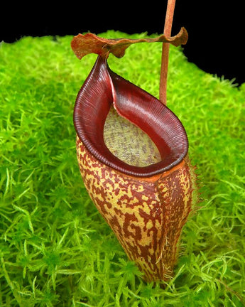 Nepenthes talangensis BE-4075