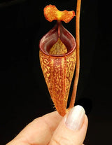 Nepenthes talangensis BE-4075