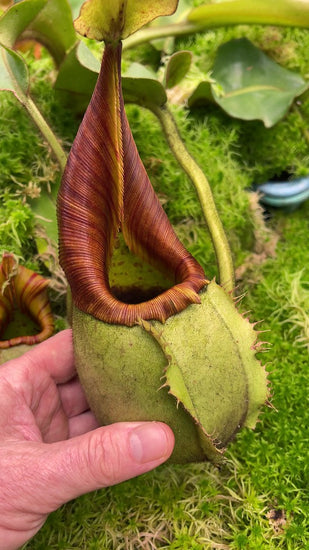 Nepenthes veitchii ‘intermediate’ BE-4087