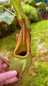 Nepenthes veitchii ‘intermediate’ BE-4087