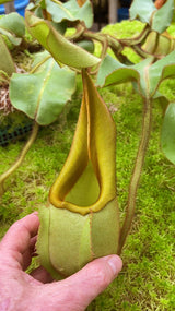 Nepenthes veitchii ‘intermediate’ BE-4087