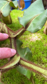 Nepenthes veitchii ‘intermediate’ BE-4087