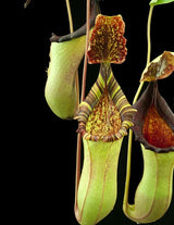 Nepenthes veitchii x lowii BE-4508 (X-Large and Large rooted cuttings)