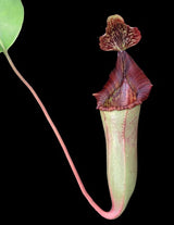 Nepenthes veitchii x lowii BE-4508 (X-Large and Large rooted cuttings)