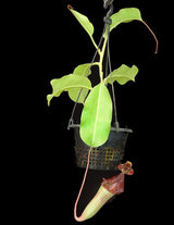 Nepenthes veitchii x lowii BE-4508 (X-Large and Large rooted cuttings)