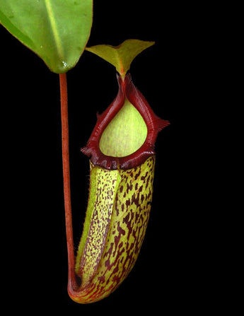 Nepenthes rajah x platychila BE-4509