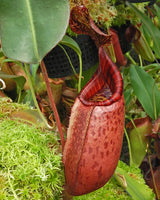 Nepenthes peltata x (veitchii x lowii) BE-4516