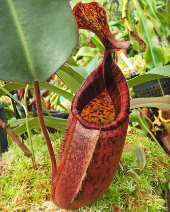 Nepenthes peltata x (veitchii x lowii) BE-4516