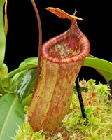 Nepenthes ventricosa x attenboroughii BE-4522