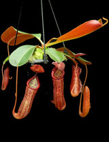 Nepenthes glandulifera x peltata BE-4560