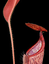 Nepenthes glandulifera x peltata BE-4560