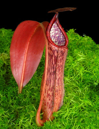 Nepenthes glandulifera x peltata BE-4560