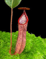 Nepenthes glandulifera x peltata BE-4560