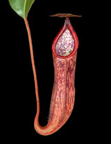 Nepenthes glandulifera x peltata BE-4560