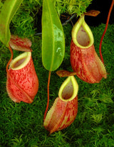 Nepenthes glabrata x veitchii BE-4563