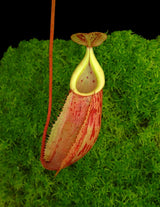 Nepenthes glabrata x veitchii BE-4563