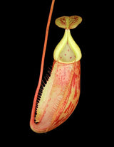 Nepenthes glabrata x veitchii BE-4563