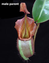 Nepenthes glabrata x veitchii BE-4563