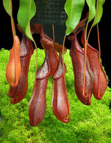 Nepenthes petiolata x alata BE-4580