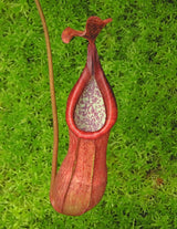 Nepenthes petiolata x alata BE-4580