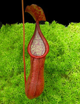 Nepenthes petiolata x alata BE-4580