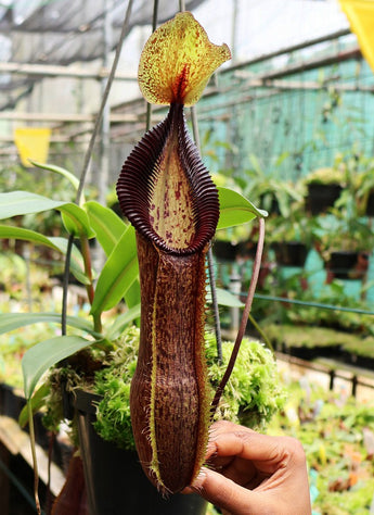 Nepenthes singalana x hamata BE-4588