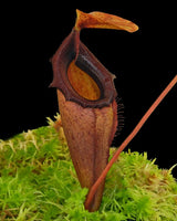 Nepenthes rajah x flava BE-4604