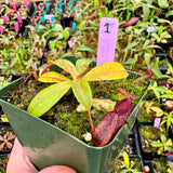 Nepenthes villosa x hamata BE-4099 *SPECIMENS*