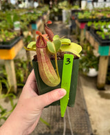 Nepenthes truncata “Pasian” BE-3203 *SPECIMENS*