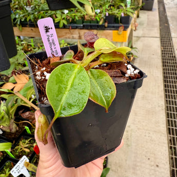 Nepenthes rajah x robcantleyi BE-4019 *SPECIMEN*